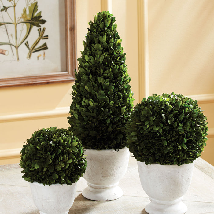 Design Shop Boxwood Cone Topiary In Pot