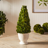 Design Shop Boxwood Cone Topiary In Pot