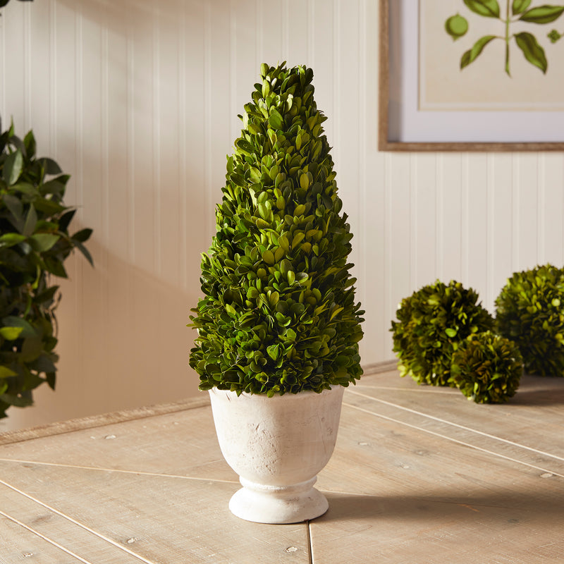 Design Shop Boxwood Cone Topiary In Pot
