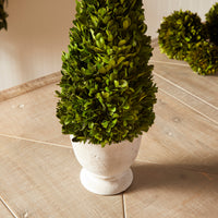 Design Shop Boxwood Cone Topiary In Pot