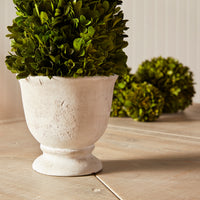 Design Shop Boxwood Cone Topiary In Pot