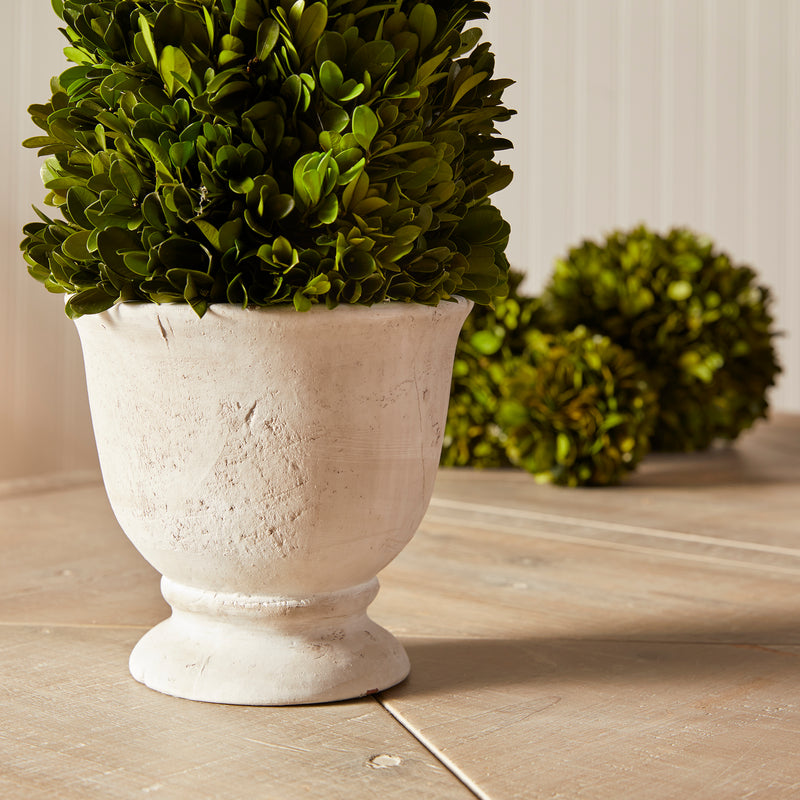 Design Shop Boxwood Cone Topiary In Pot