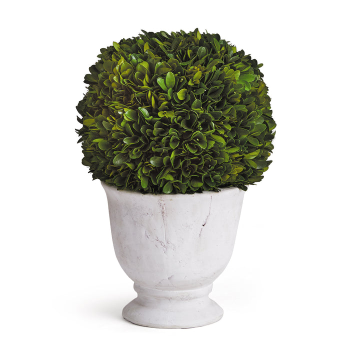 Design Shop Boxwood Ball Topiary In Pot Large