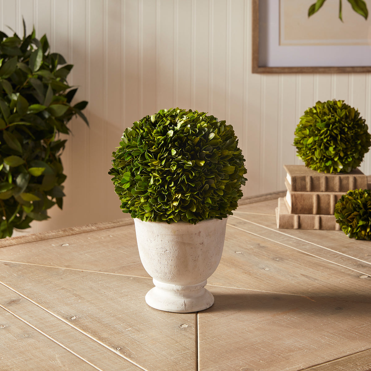 Design Shop Boxwood Ball Topiary In Pot Large