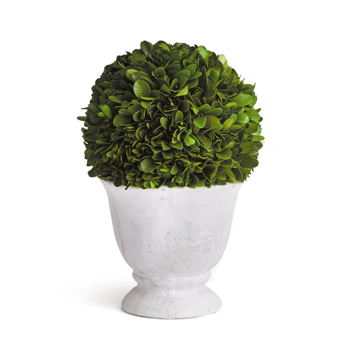 Design Shop Boxwood Ball Topiary In Pot Small