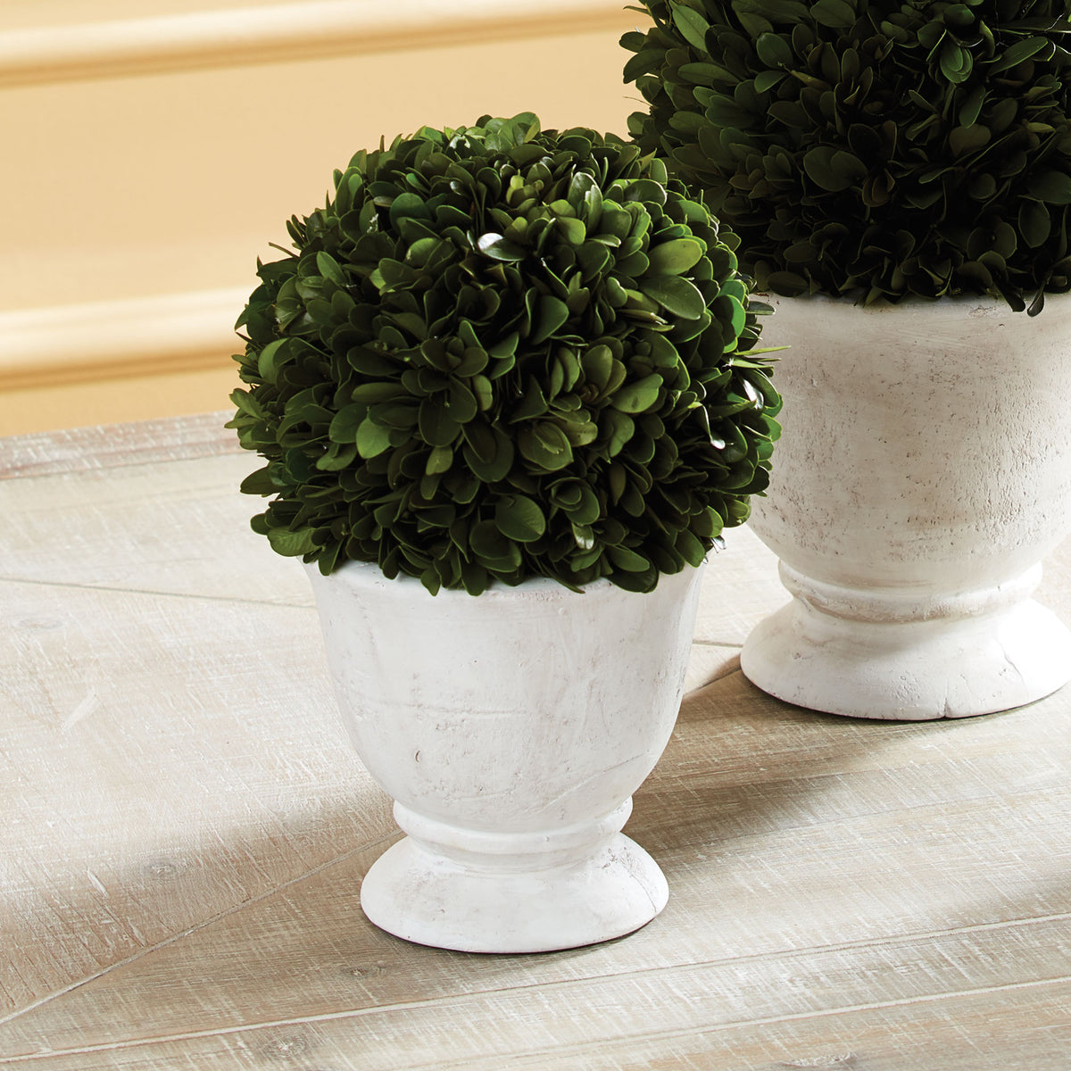 Design Shop Boxwood Ball Topiary In Pot Small