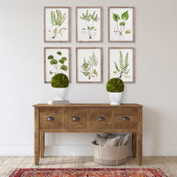 Design Shop Boxwood Ball Topiary In Pot Small