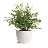 Design Shop Shawna Pot Small