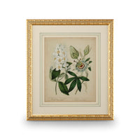 Chelsea House Cottage Florals II