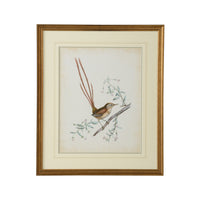Chelsea House Delicate Birds I