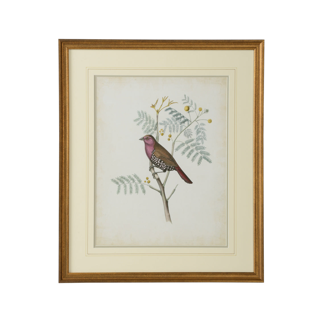 Chelsea House Delicate Birds II