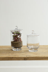 Design Shop Asteridge Terrarium 6.75"x 10"