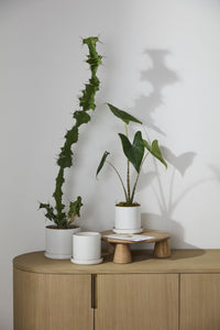 Design Shop Author Pot with Saucer 6.25"x 5.75", Set of 2