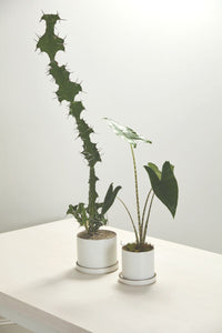 Design Shop Author Pot with Saucer 7.5"x 6", Set of 2