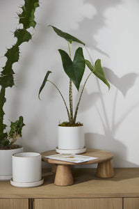 Design Shop Author Pot with Saucer 7.5"x 6", Set of 2