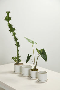 Design Shop Author Pot with Saucer 7.5"x 6", Set of 2