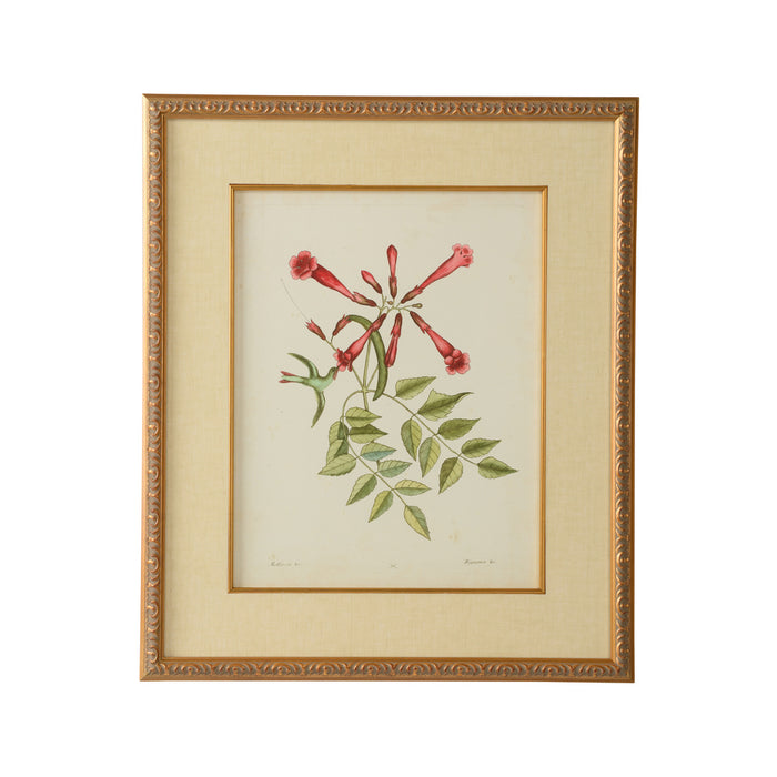 Chelsea House Catesby Bird & Botanical VI