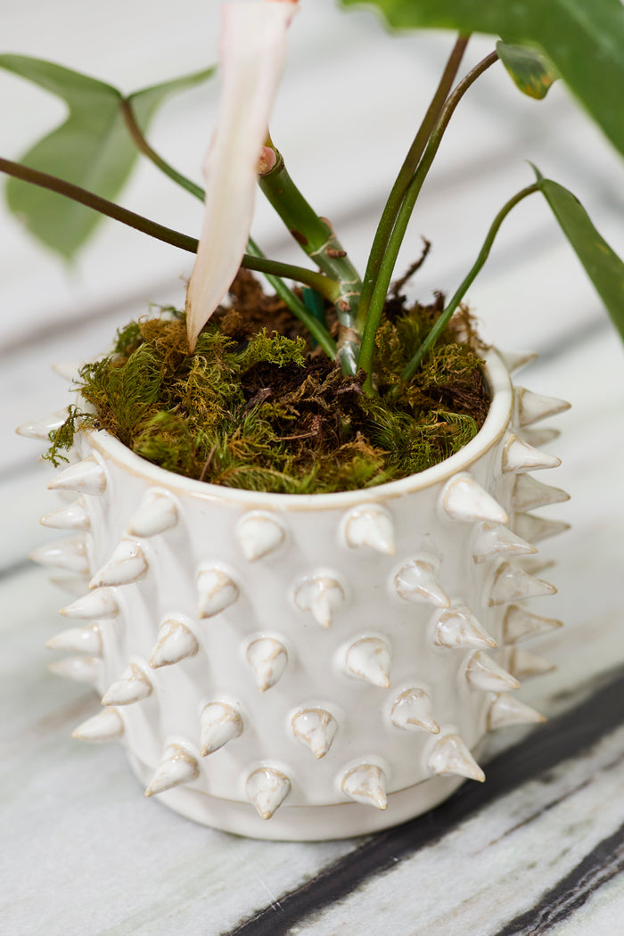 White textured pot with plant on a light wooden surface