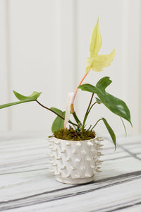 Design Shop Barbed Pot 5.25"x 3.75"