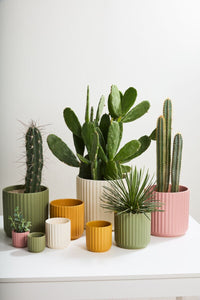 Design Shop Beam Pot 3.25"x 2.75", Set of 6