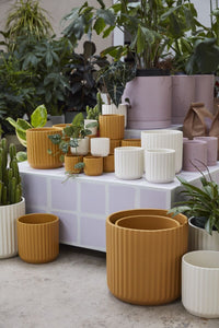 Design Shop Beam Pot 3.25"x 2.75", Set of 6
