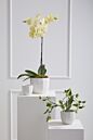 Design Shop Bona Pot 5"x 4.5", Set of 2