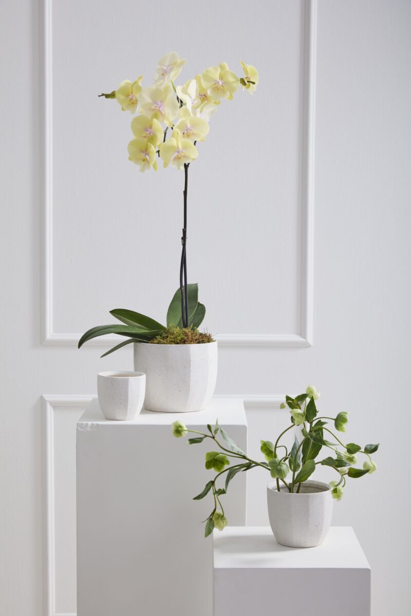 Design Shop Bona Pot 7.5"x 6", Set of 2