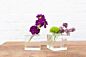 Design Shop Cadence Compote 5.75"x 3.25"