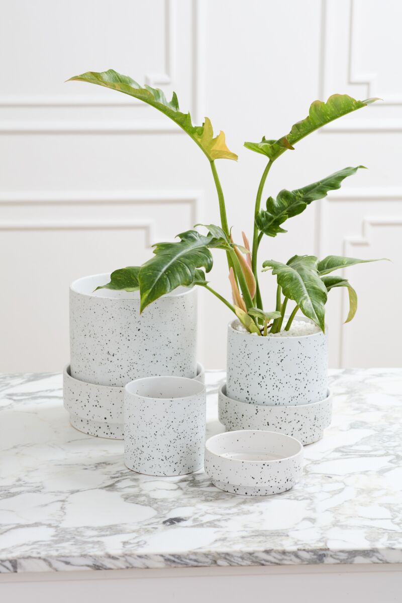 Design Shop Claxton Pot with Saucer 6.25"x 6", Set of 2