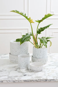 Design Shop Claxton Pot with Saucer 6.25"x 6", Set of 2