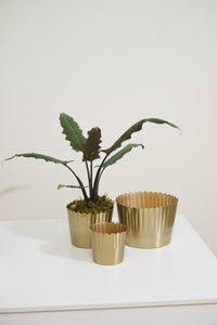 Design Shop Jacques Footed Pot 5.25"x 5.25", Set of 2