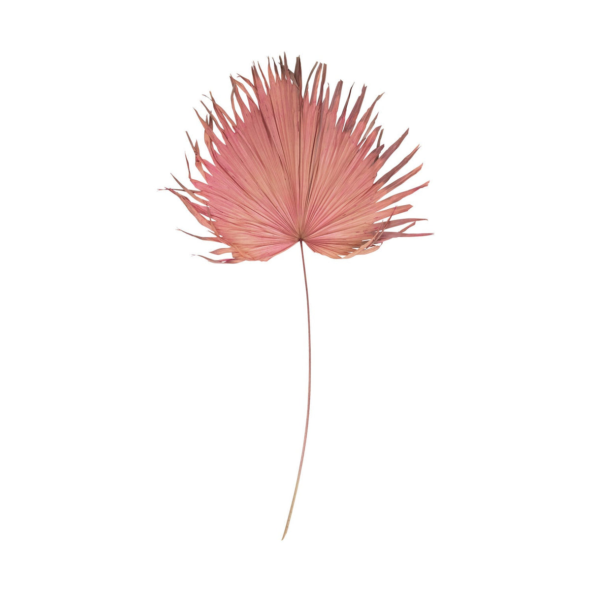 Design Shop Dried Palm Leaf, Raspberry Color (Each One Will Vary)