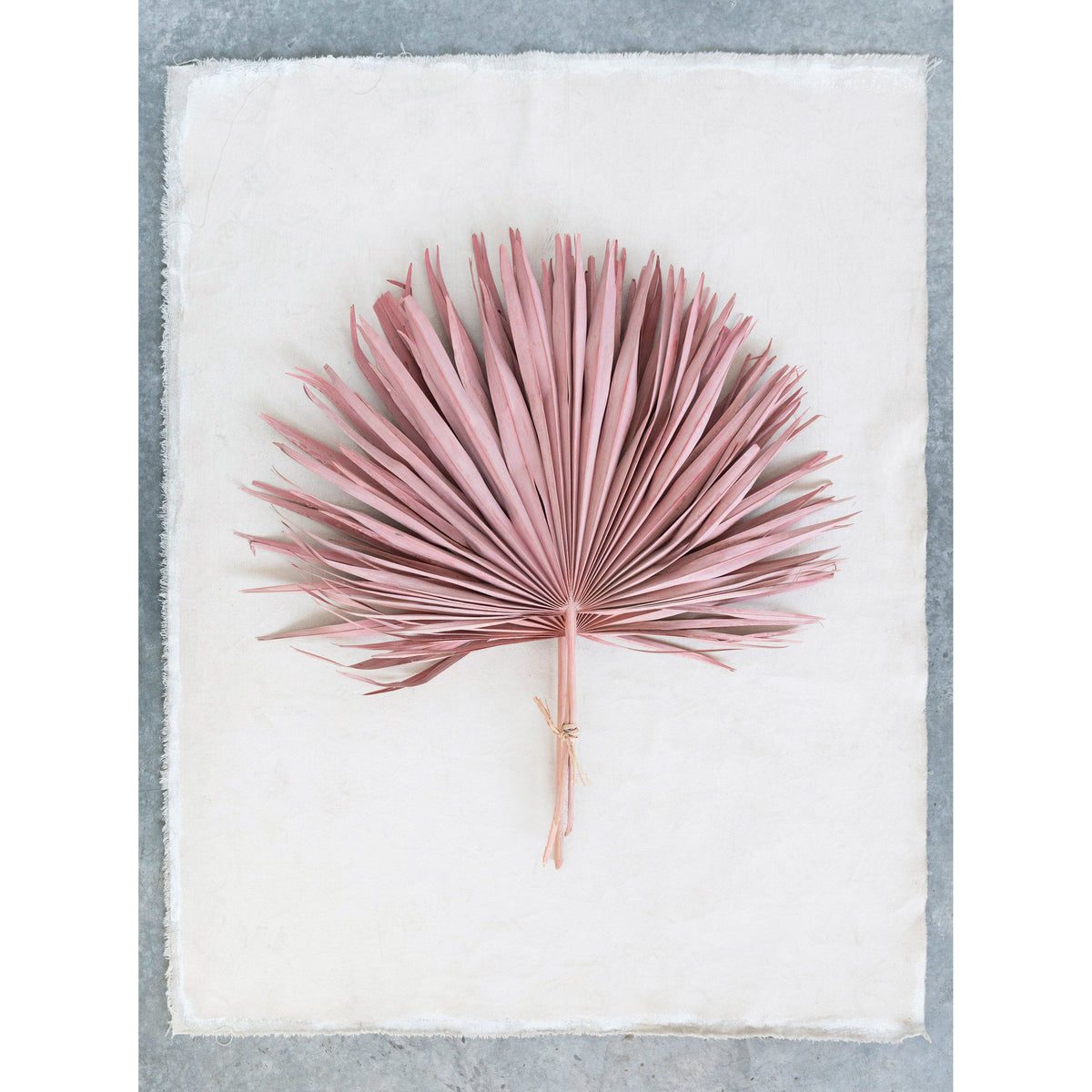 Design Shop Dried Palm Leaf Bunch