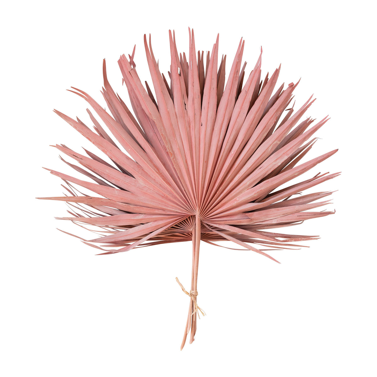 Design Shop Dried Palm Leaf Bunch