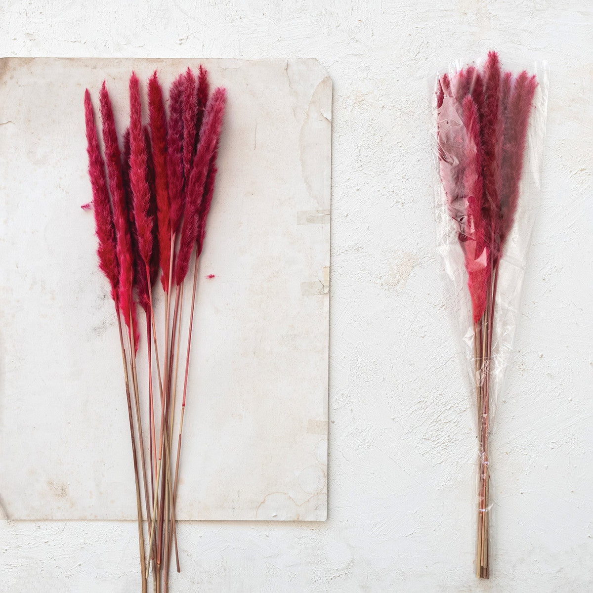 Design Shop Dried Natural Pampas Grass Bunch (Contains 10 Pieces)