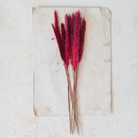 Design Shop Dried Natural Pampas Grass Bunch (Contains 10 Pieces)