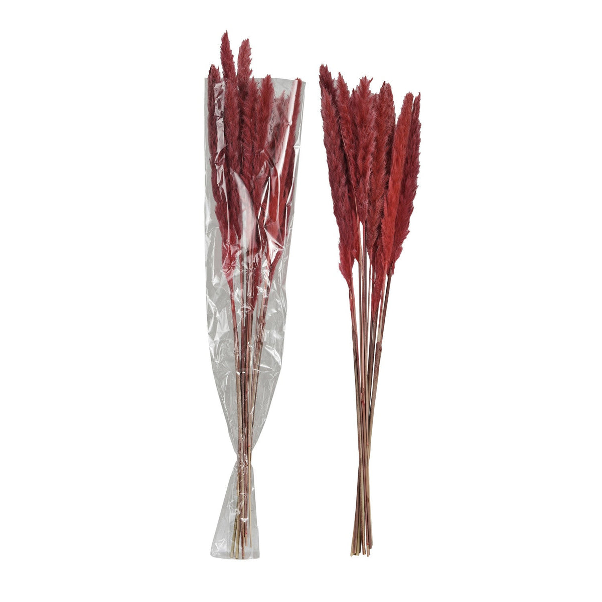 Design Shop Dried Natural Pampas Grass Bunch (Contains 10 Pieces)