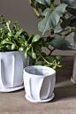 Design Shop Draken Pot with Saucer 7.5"x 6.25"