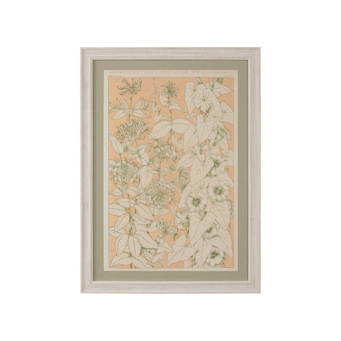 Chelsea House Leaves From Nature No.9