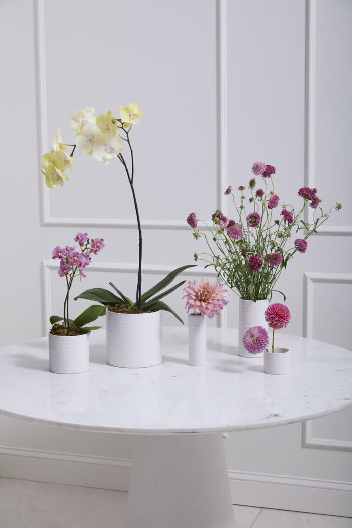 Five potted plants on a white marble table with a light gray wall background