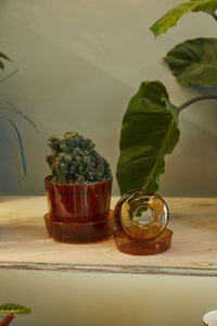 Design Shop Glass Pot with Saucer 4.75"x 4"