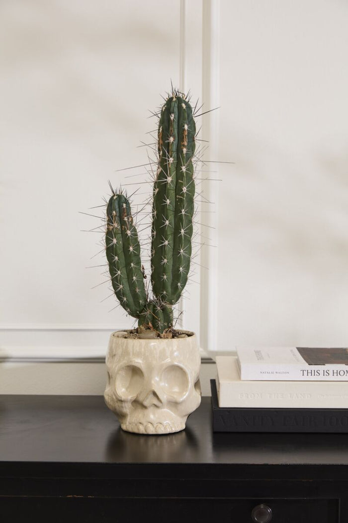 Cactus plant in a pot on a windowsill with a white wall in the background