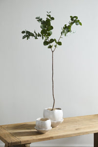 Design Shop Iona Pot with Saucer 7.25"x 6.5"