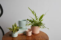 Design Shop Jamye Pot 6.5"x 5"x 5", Set of 2