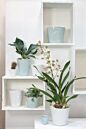 Design Shop Journey Pot 7"x 6.25", Set of 2