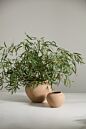 Design Shop Kastanos Vase 8.75"x 6.5"