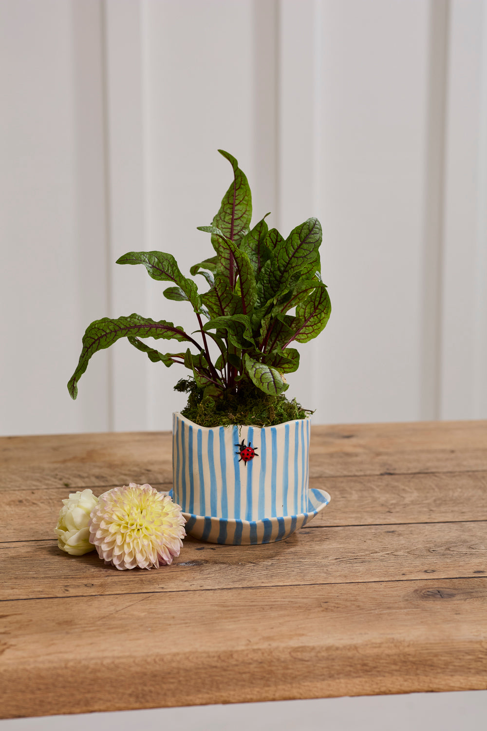 Design Shop Ladybug Pot with Saucer 6.5"x 4.5", Set of 2