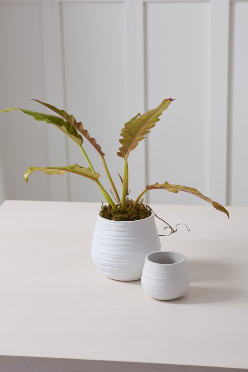 Design Shop Larkin Pot 4.25"x 3.5", Set of 4