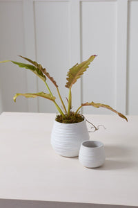 Design Shop Larkin Pot 4.25"x 3.5", Set of 4