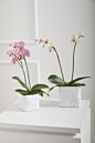 Design Shop Linen Cube 5.5"x 5.5", Set of 4